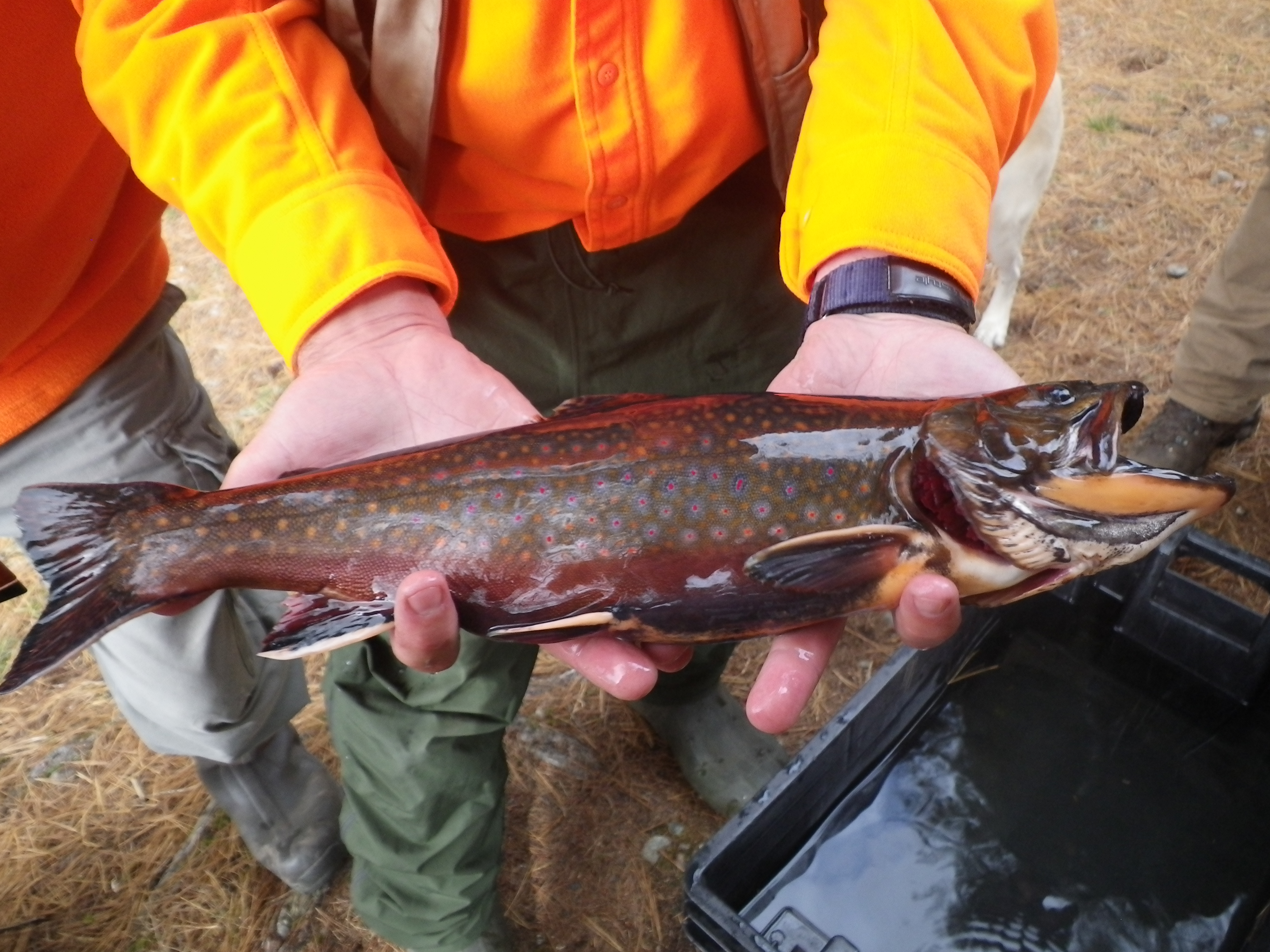 Greenough Pond male in hand 2012.JPG