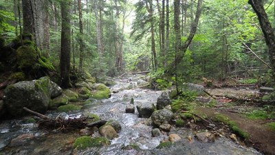 Photo of trout stream