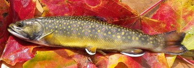 Brook trout sampled from the Connecticut Lakes Natural Area, NH