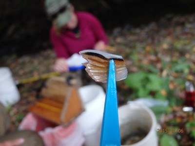 Fin clip from Salt Spring Run, PA