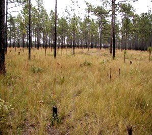 NRCS Wildlife Habitat and Incentive Program (WHIP) in North Carolina