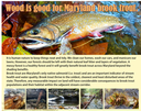 Wood is Good for Maryland Brook Trout